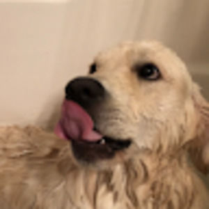 Meet your Posher, Ava